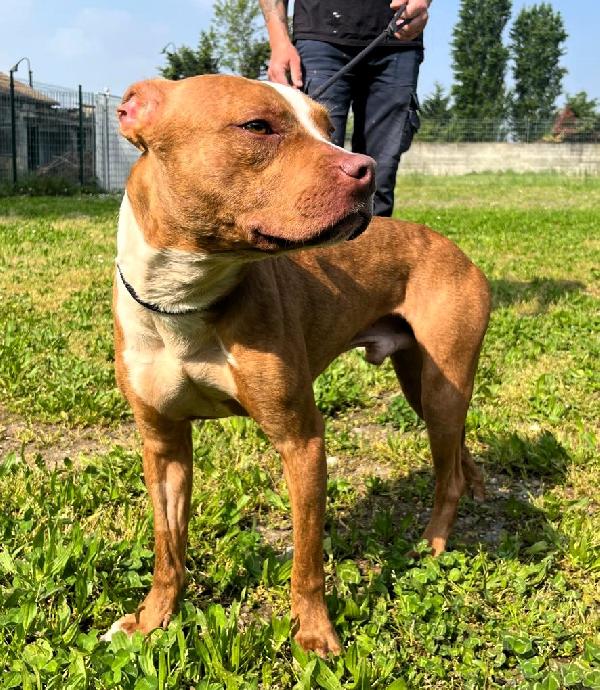 DANKO ALLA RICERCA DI UNA FAMIGLIA Foto 2